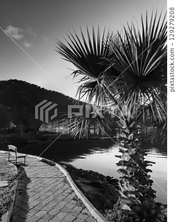 beautiful large tropical palm trees grow on the coast beautiful large tropical palm trees grow on the coast 129279208