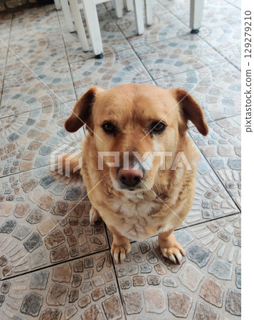 sad hungry dog looks at man asking for food or help sad hungry dog looks at man asking for food or help 129279210