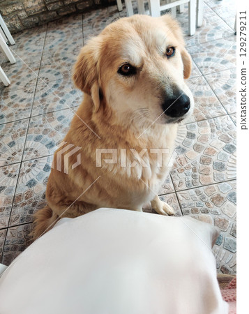 sad hungry dog looks at man asking for food or help 129279211