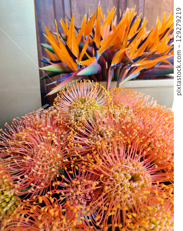 close-up of a beautiful flowerLeucospermum cordifolium in the garden close-up of a beautiful flowerLeucospermum cordifolium in the garden 129279219