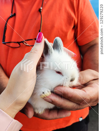 beautiful decorative white fluffy rabbit in holding hands beautiful decorative white fluffy rabbit in holding hands 129279220
