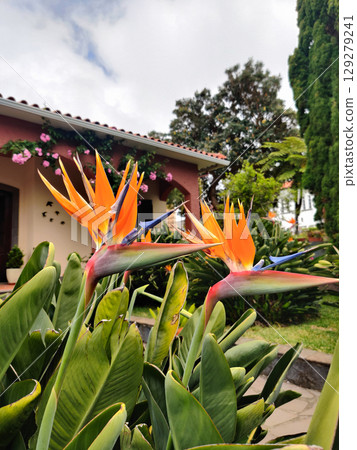 Beautiful and colorful facade of the house with many flowers and plants Beautiful and colorful facade of the house with many flowers and plants 129279241