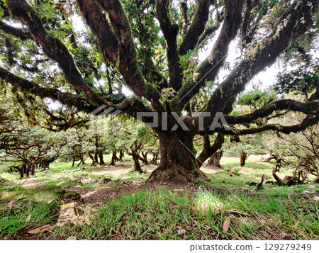 beautiful big old trees in a laurel forest Fanal in Madeira 129279249