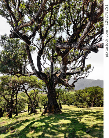 beautiful big old trees in a laurel forest Fanal in Madeira beautiful big old trees in a laurel forest Fanal in Madeira 129279251