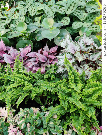 many different green plants grow in the garden many different green plants grow in the garden 129279269