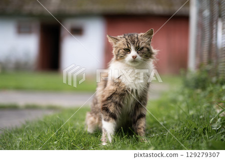 a beautiful fluffy cat washes itself in the yard a beautiful fluffy cat washes itself in the yard 129279307