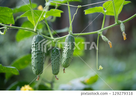 fresh green cucumbers grow in a greenhouse fresh green cucumbers grow in a greenhouse 129279318