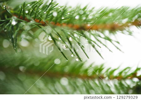 dew drops after rain on the tips of a coniferous tree 129279329