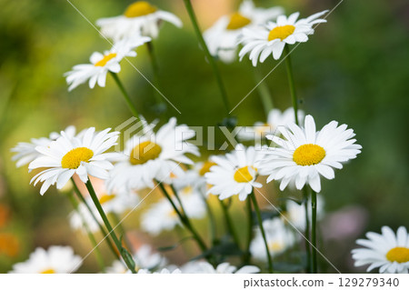 beautiful white chamomile flowers grow in the field 129279340