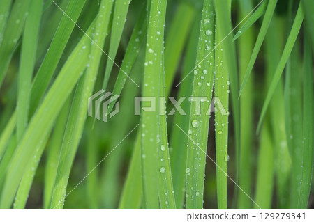 beautiful droplets after rain on a green leaf 129279341