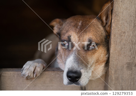 A lonely and sad guard dog on a chain near a dog house outdoors. A lonely and sad guard dog on a chain near a dog house outdoors. 129279353