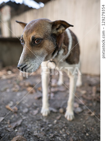 A lonely and sad guard dog on a chain near a dog house outdoors. 129279354