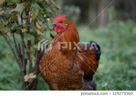beautiful chickens and roosters outdoors in the yard. 129279360