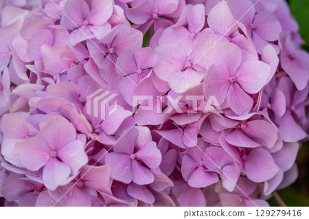 beautiful pink hydrangea flowers in the garden 129279416