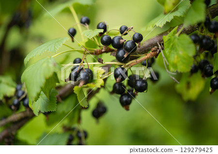 delicious and juicy bunches of blackcurrant berries on bushes in the garden delicious and juicy bunches of blackcurrant berries on bushes in the garden 129279425