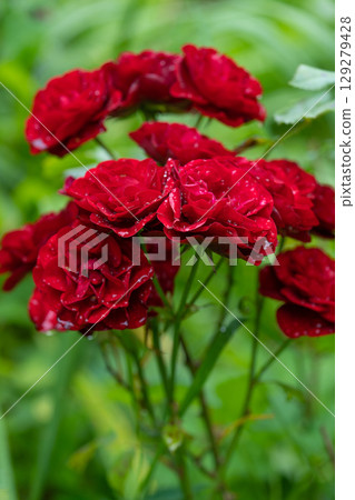 beautiful red rose with water droplets after rain grows in the garden beautiful red rose with water droplets after rain grows in the garden 129279428