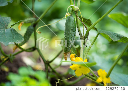 fresh green cucumbers grow in a greenhouse 129279430