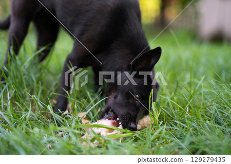 black young dog eats bone on the grass outdoors 129279435