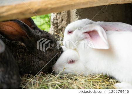 a beautiful grey domestic rabbit is grazing and walking in the enclosure outdoors 129279446