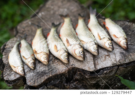 a beautiful catch of fish laid out by a fisherman on a board a beautiful catch of fish laid out by a fisherman on a board 129279447