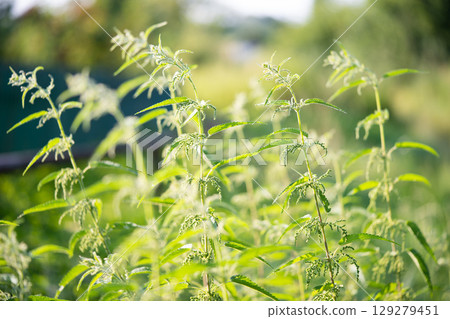 beautiful green nettle plant in sunlight outdoors 129279451