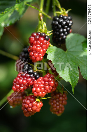 delicious and juicy blackberry fruits on a bush in the garden delicious and juicy blackberry fruits on a bush in the garden 129279461