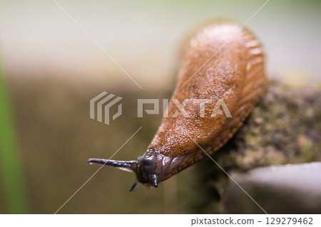 close-up of a Spanish snail (Arion vulgaris) outdoors close-up of a Spanish snail (Arion vulgaris) outdoors 129279462