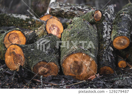 many cut trees in the forest for firewood 129279487