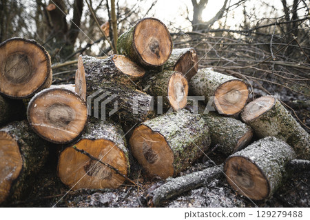 many cut trees in the forest for firewood 129279488
