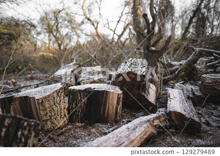 many cut trees in the forest for firewood 129279489