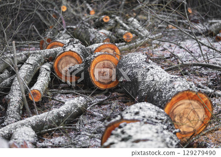many cut trees in the forest for firewood 129279490