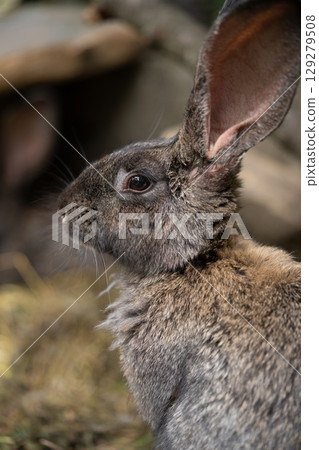 a beautiful grey domestic rabbit is grazing and walking in the enclosure outdoors 129279508
