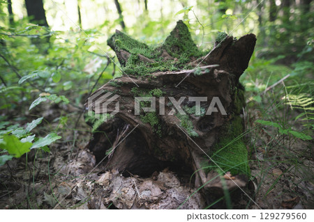 a stump from a tree cut down by loggers in the forest is covered with moss 129279560