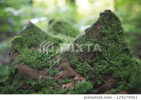 a stump from a tree cut down by loggers in the forest is covered with moss a stump from a tree cut down by loggers in the forest is covered with moss 129279561