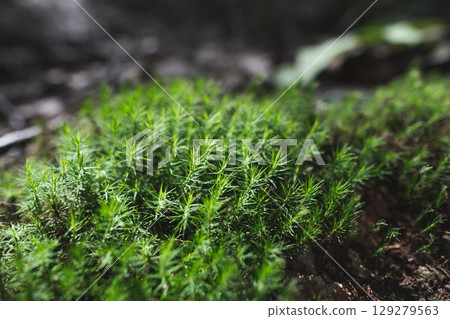 close-up of green moss in the forest bog haircap moss Polytrichum strictum 129279563