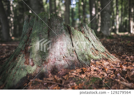 stump from a cut tree by lumberjacks in the forest 129279564