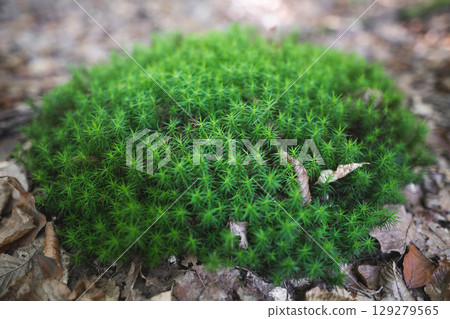 close-up of green moss in the forest bog haircap moss Polytrichum strictum close-up of green moss in the forest bog haircap moss Polytrichum strictum 129279565