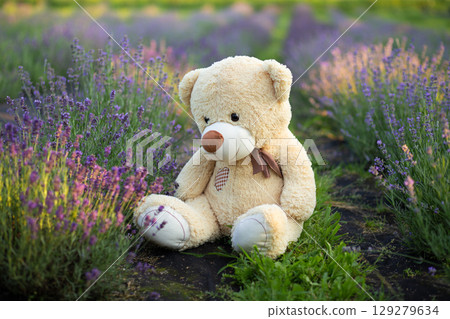 teddy bear toy in a field of lavender flowers teddy bear toy in a field of lavender flowers 129279634