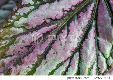 close-up texture of a leaf of a begonia plant 129279641