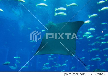 Stingray fish swims in a large blue aquarium 129279642