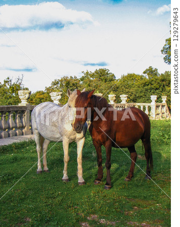 two beautiful horses in love against the background of an ancient castle two beautiful horses in love against the background of an ancient castle 129279643