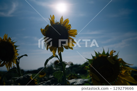 Withered sunflowers in a sunflower field Withered sunflowers in a sunflower field 129279666