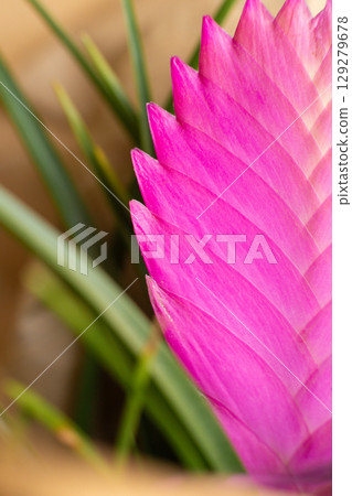 close-up of the pink flower of the Tillandsia cyanea plant 129279678