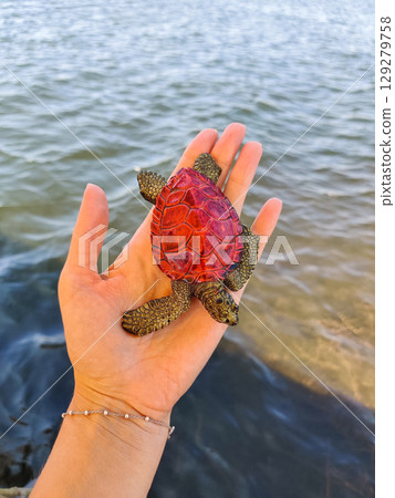 a beautiful little ladle in the palm of your hand 129279758