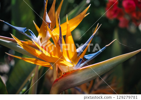 Vibrant bird of paradise flower blooming in tropical garden under sunlight Vibrant bird of paradise flower blooming in tropical garden under sunlight 129279781