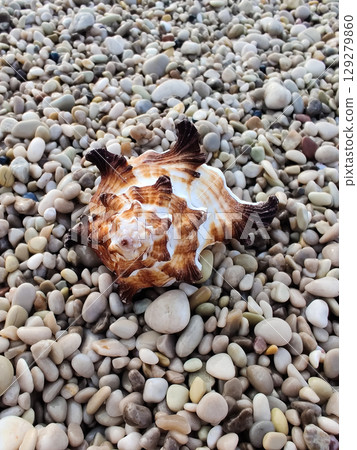 sea shell on pebbles in the middle of the beach on the seashore sea shell on pebbles in the middle of the beach on the seashore 129279860