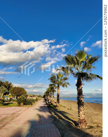 beautiful large tropical palm trees grow on the coast beautiful large tropical palm trees grow on the coast 129279902