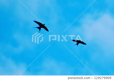 A red-rumped swallow 6 flying against a blue sky 129279909