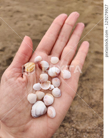 holding many different white small sea shells in the palms holding many different white small sea shells in the palms 129279927