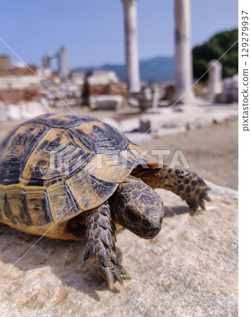 a turtle in the ruins of an old ancient city 129279937